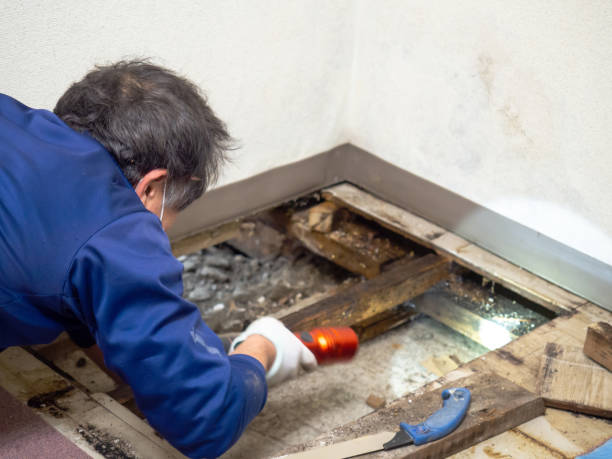 Best Health and Safety Mold Remediation in West Easton, PA