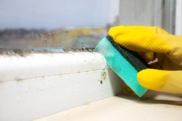 Best Localized Mold Remediation (e.g., coastal areas, humid climates) in West Easton, PA