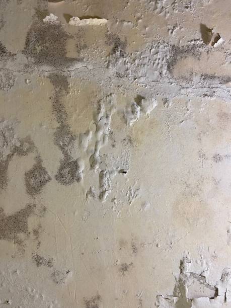 Best Post-Flood Mold Remediation in West Easton, PA