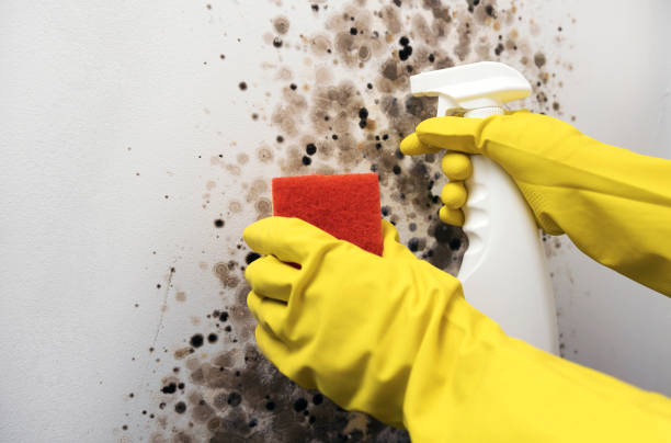 Best DIY Mold Remediation Support Services in West Easton, PA