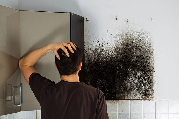 Best Bathroom Mold Remediation in West Easton, PA