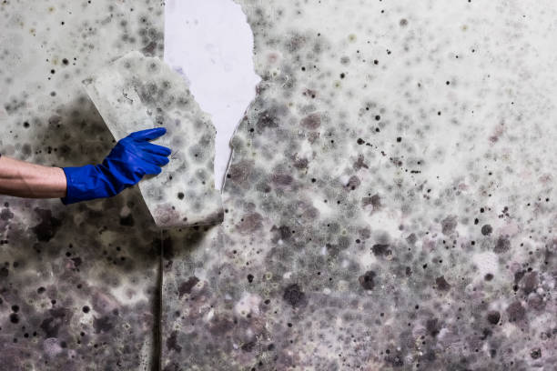 Best Residential Mold Remediation in West Easton, PA