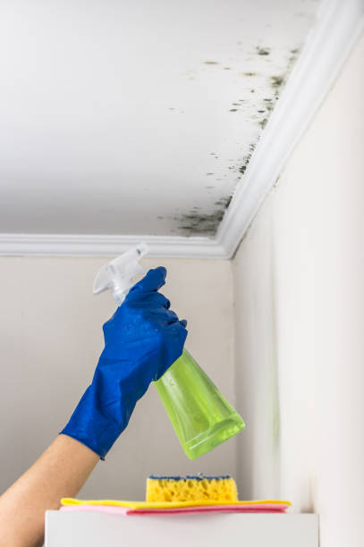 Best Industrial Mold Remediation in West Easton, PA