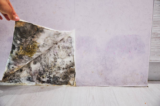 Best Insurance-Related Mold Remediation in West Easton, PA